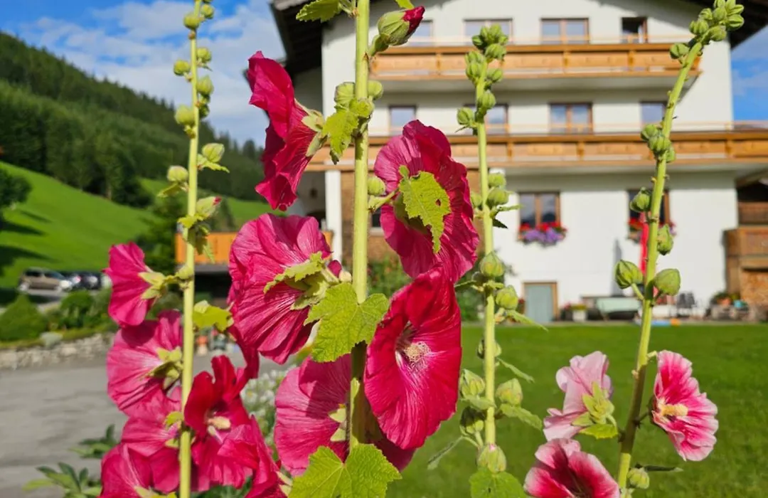 Bergkristall B&B-1